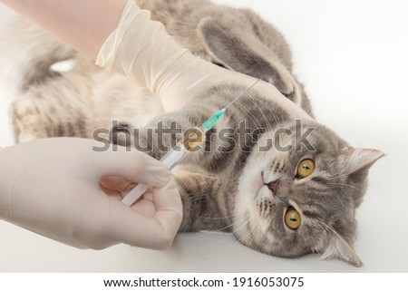 the cat lies with a frightened look. in the hands of the doctor a syringe with a vaccine. vaccination of pets. the cat rests on its paws, resists. Horizontal photo Royalty-Free Stock Photo #1916053075