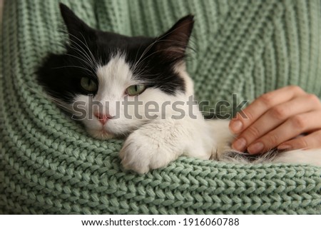 Woman holding adorable long haired cat, closeup Royalty-Free Stock Photo #1916060788
