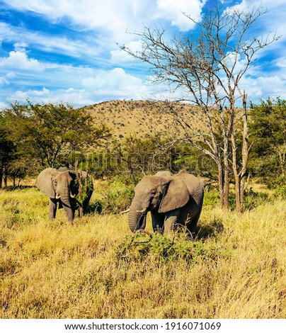 Elephants in the landscape of Tanzania