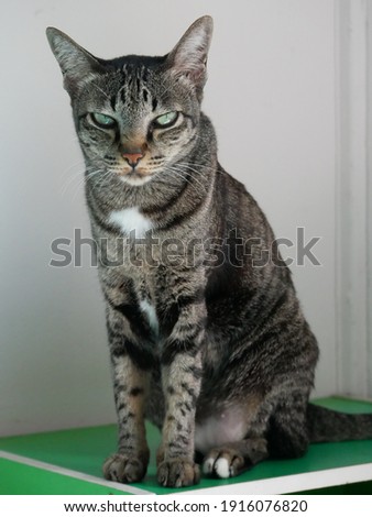 A cat sitting on a cabinet looking at the camera