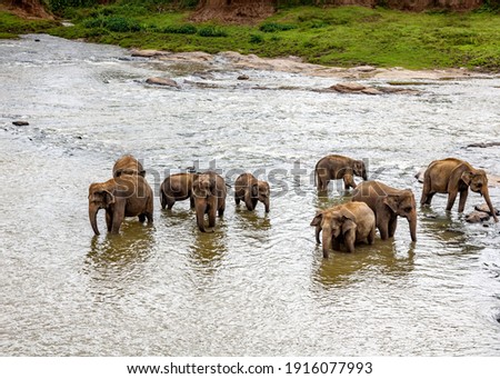 Elephants in a river in Sri Lanka