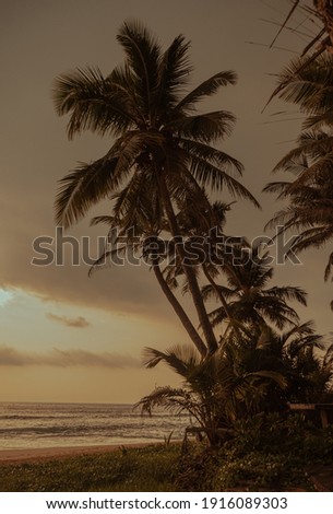 Tropical palm trees on the beach against the backdrop of the ocean and the setting sun.