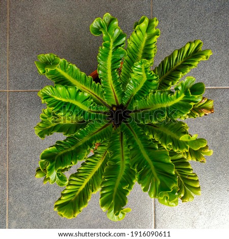 Green curly leaf potted fern plant