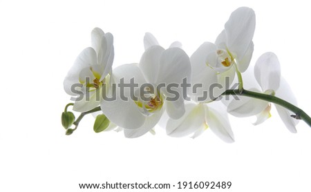 White orchid flower on a white background. Selective focus with copy space. Banner. Wallpaper. Royalty-Free Stock Photo #1916092489