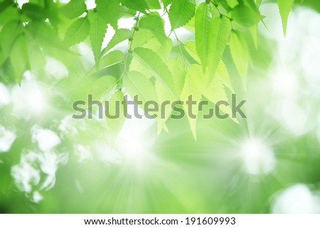 Fresh green of zelkova Royalty-Free Stock Photo #191609993