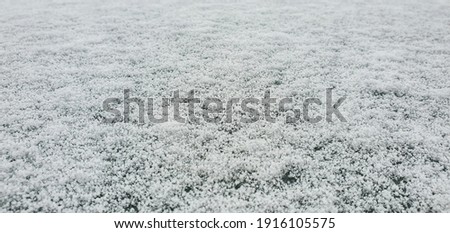 Picture of snow, frost. Cold weather, cold white nature. Great background image and miscellaneous.