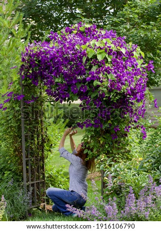 A young auburn female photographer taking cell photos of  spectacular purple clematis, jackmanii, in full bloom in July is the focal point of this impressionistic garden. 