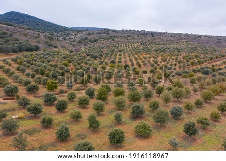 aerial view of holm oak forest where there are truffles in Soria Spain Royalty-Free Stock Photo #1916118967