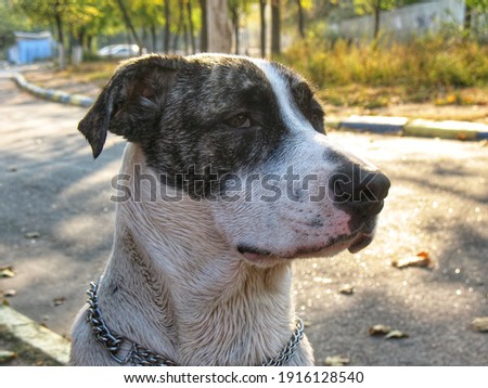 Portrait of wet beautiful white dog with tiger mask on blurred background