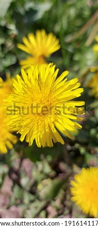 yellow dandelion on green grass