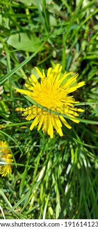yellow dandelion on green grass