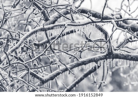 Ice covered tree limbs from an ice storm in February 2021 in Virginia. Icicles are forming from freezing rain. Royalty-Free Stock Photo #1916152849