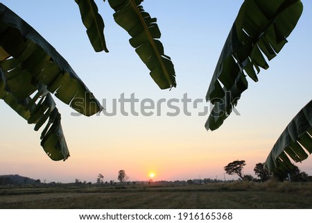 Silhouette of tropical tree branches and a brightly shining sunset sun