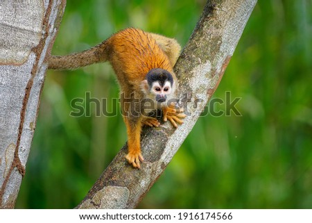 Central American squirrel monkey - Saimiri oerstedii also red-backed squirrel monkey, in the tropical forests of Central and South America in the canopy layer, orange back white and black face. Royalty-Free Stock Photo #1916174566