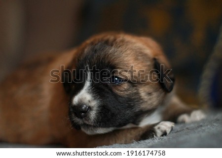 portrait of brown ad black small cute puppy dog on white background