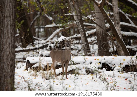 White tail deer in the forest of a nature reserve in Wisconsin North America. Both male and females live in the forest and will having different mating partners every year during the rut bucks does