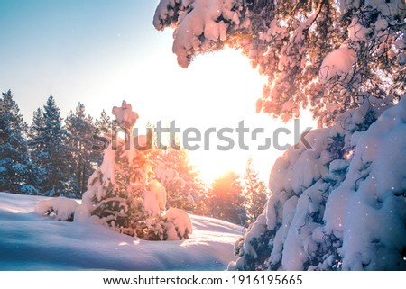 Winter landscape in Finnish Lapland with sun. Snowy forest in morning sunlight. Snow-covered pine trees in soft pink light. View of winter wonderland scenery at scenic golden evening shine Scandinavia