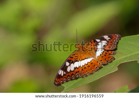 Beautiful Knight  Butterfly  on leaf.