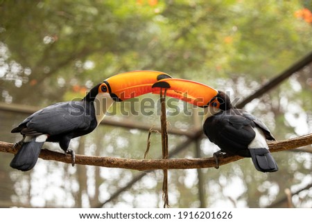 Couple of Toco Toucan (Ramphastos toco) sitting on the branch vie for food