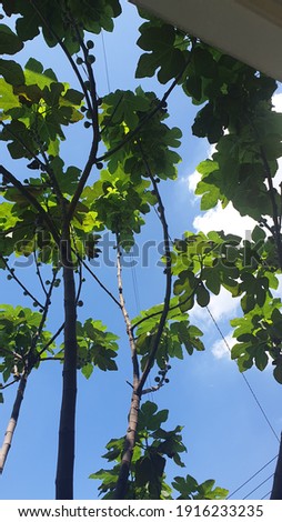 Fig trees pictured from beneath with a blue sky above