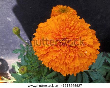 Marigold is more usually called in India as Glenda Pool or Binti Pool. The striking edge of this beautiful flower is the burst of color glowing for the bunch of petals.