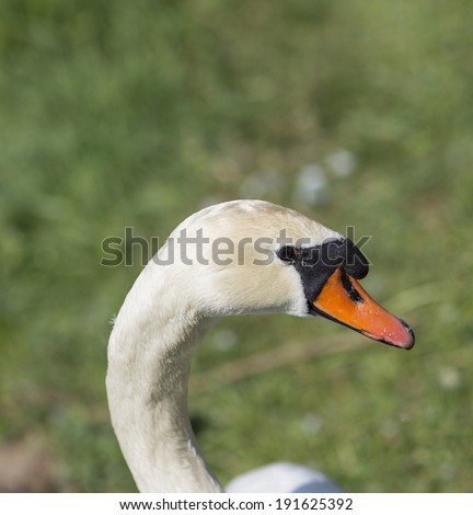 An image of a swan head from the side.