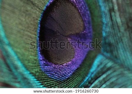 India, 9 February, 2021 : Close up of peacock feather.