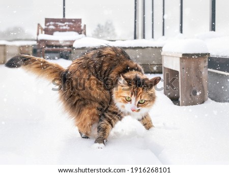 Cat in deep snow and turning motion to go back inside. Cute orange white kitty not liking the snow on paws. Funny expression of face and body. Concept for cats like or dislike snow. Selective focus.