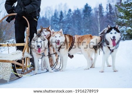 dogs sled in winter day