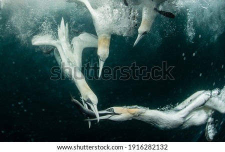 Northern Gannets hunting fish Underwater Royalty-Free Stock Photo #1916282132