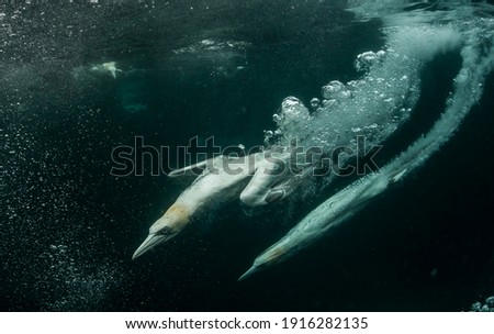 Northern Gannets hunting fish Underwater Royalty-Free Stock Photo #1916282135