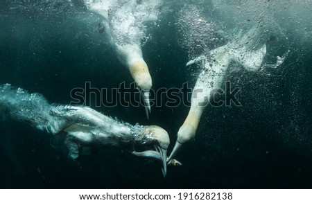 Northern Gannets hunting fish Underwater Royalty-Free Stock Photo #1916282138
