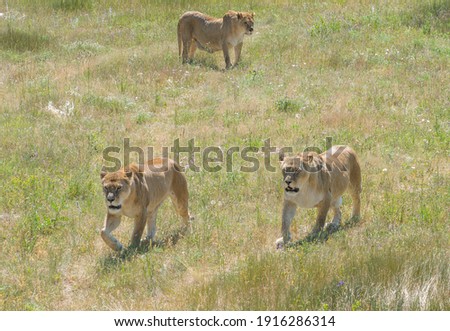 three tigresses are walking in the safari park