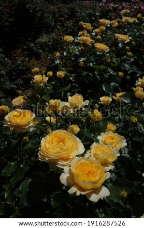 Light Yellow Flower of Rose 'Sunny Antike' in Full Bloom
