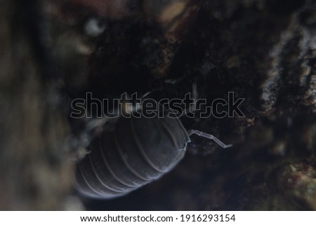 woodlouse woodlice isopod terrestrial crustracean