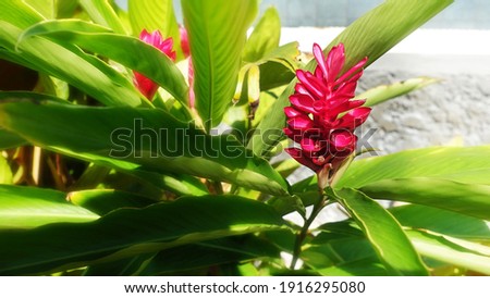 View of colorful red flowering in the garden and green landscape under natural sunlight at sunny summer or spring day.