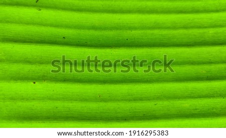 Horizontal lines textured green banana leaf background. close-up photo of spring leaves