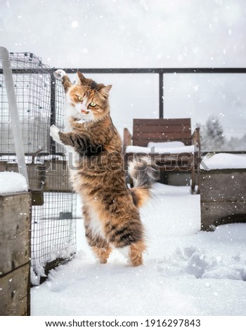 Cat standing upright on hindlegs in snow storm. Cute female kitty discovered not liking cold snow on patio. She is trying desperately to get away from the fresh layer of snow.  Selective focus.