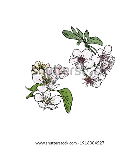 Vector Isolated drawing of cherry, pear, apple flowers. Fruit flower for printing on textiles, blank for designers, logo, icon