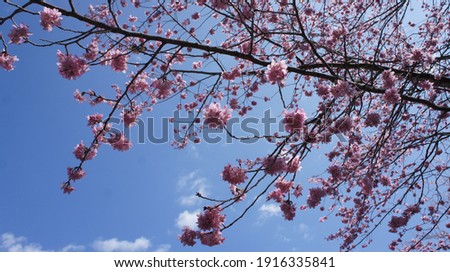 The cherry blossoms and sky