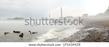 Ducks in sea with a factory in the background, Lake Ontario, Toronto, Ontario, Canada