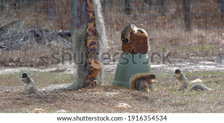 4 sherman's fox squirrel (Sciurus niger shermani) eating at a backyard deer feeding station in Central Florida; aka eastern or southern fox squirrels 