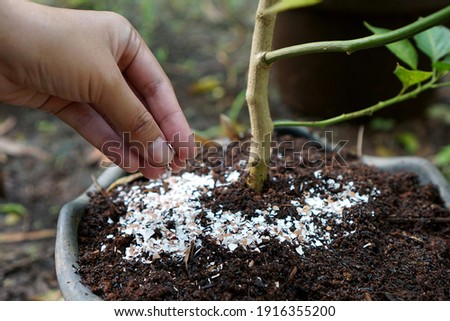 Pounded eggshells can be used as fertilizer                            Royalty-Free Stock Photo #1916355200