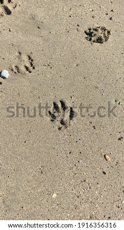 dog footprint in the sand on the beach
