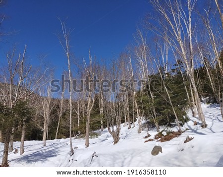Deciduous forest with snow, Japanese landscape, Oku Chichibu