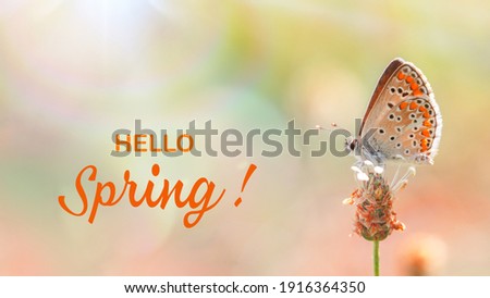 Hello spring. One butterfly roosting on a bud, close-up side view with a blurred background. Orange butterfly on a blurred fairytale wild meadow background. Royalty-Free Stock Photo #1916364350