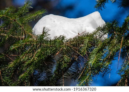 Snow in the tree, Winter landsacape on the forest