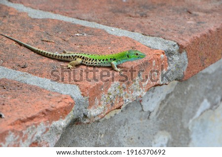 Small green lizard on red stones