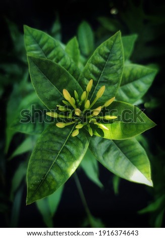 dark green leaves with beautiful yellow flowers