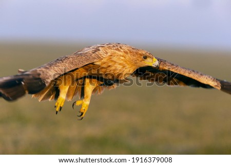 One year old female Spanish Imperial Eagle flying at first morning lights